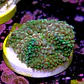 Ricordea florida rainbow  - Thumbnail 2