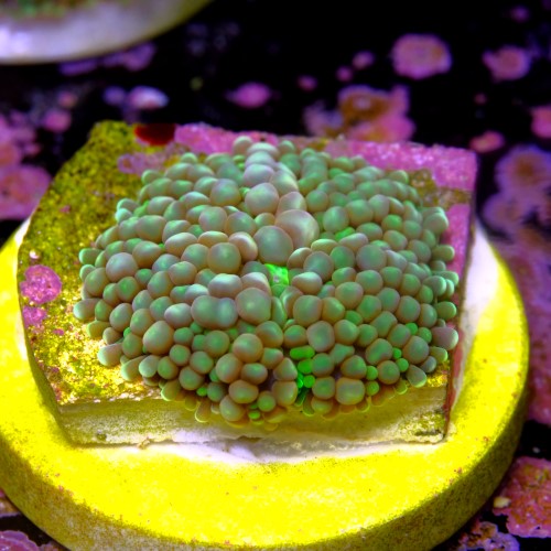 Ricordea florida rainbow  2