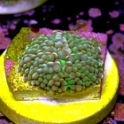 Ricordea florida rainbow  2