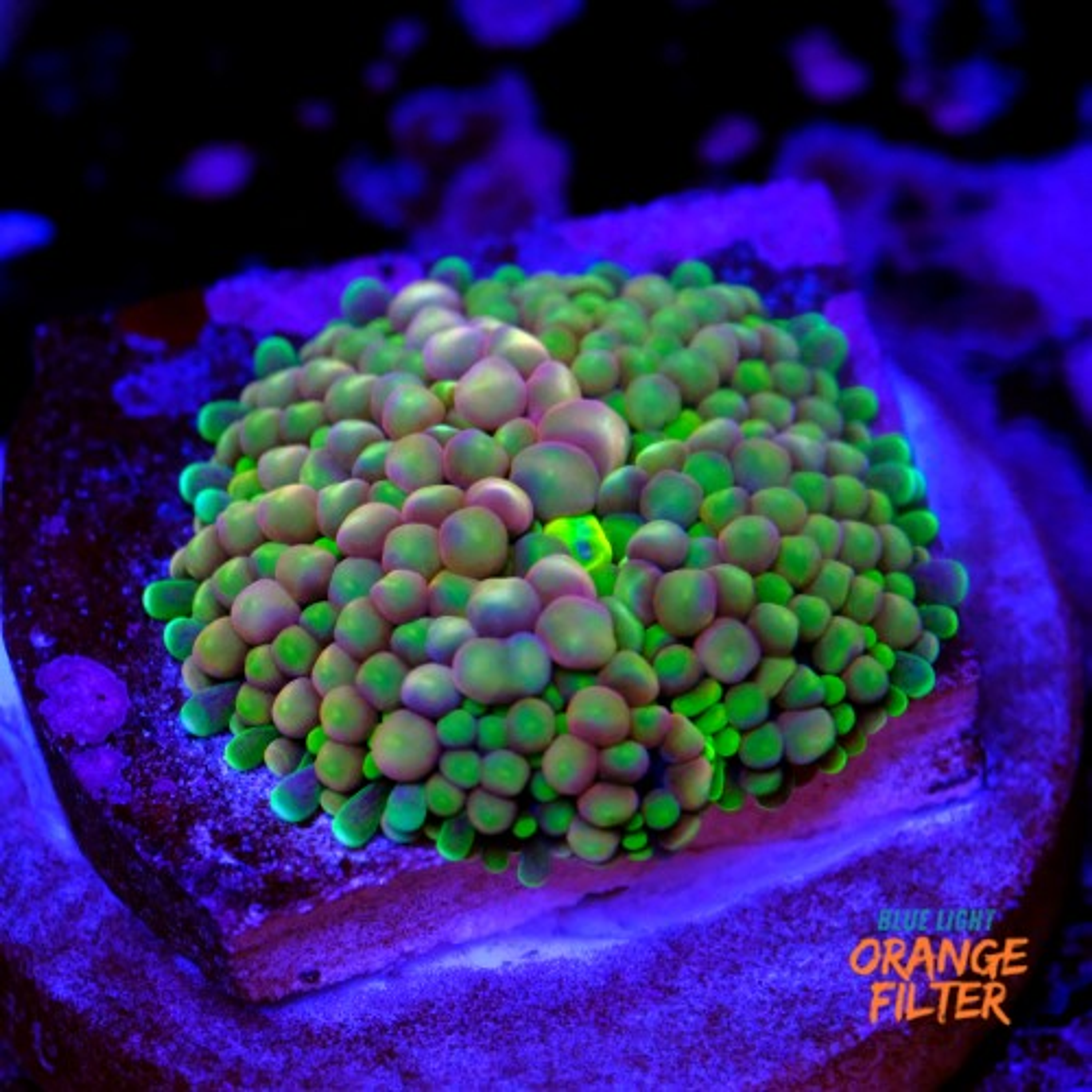 Ricordea florida rainbow 