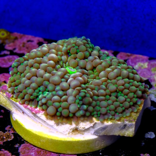 Ricordea florida rainbow  2