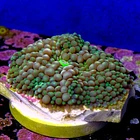 Ricordea florida rainbow  2