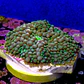 Ricordea florida rainbow  - Thumbnail 2