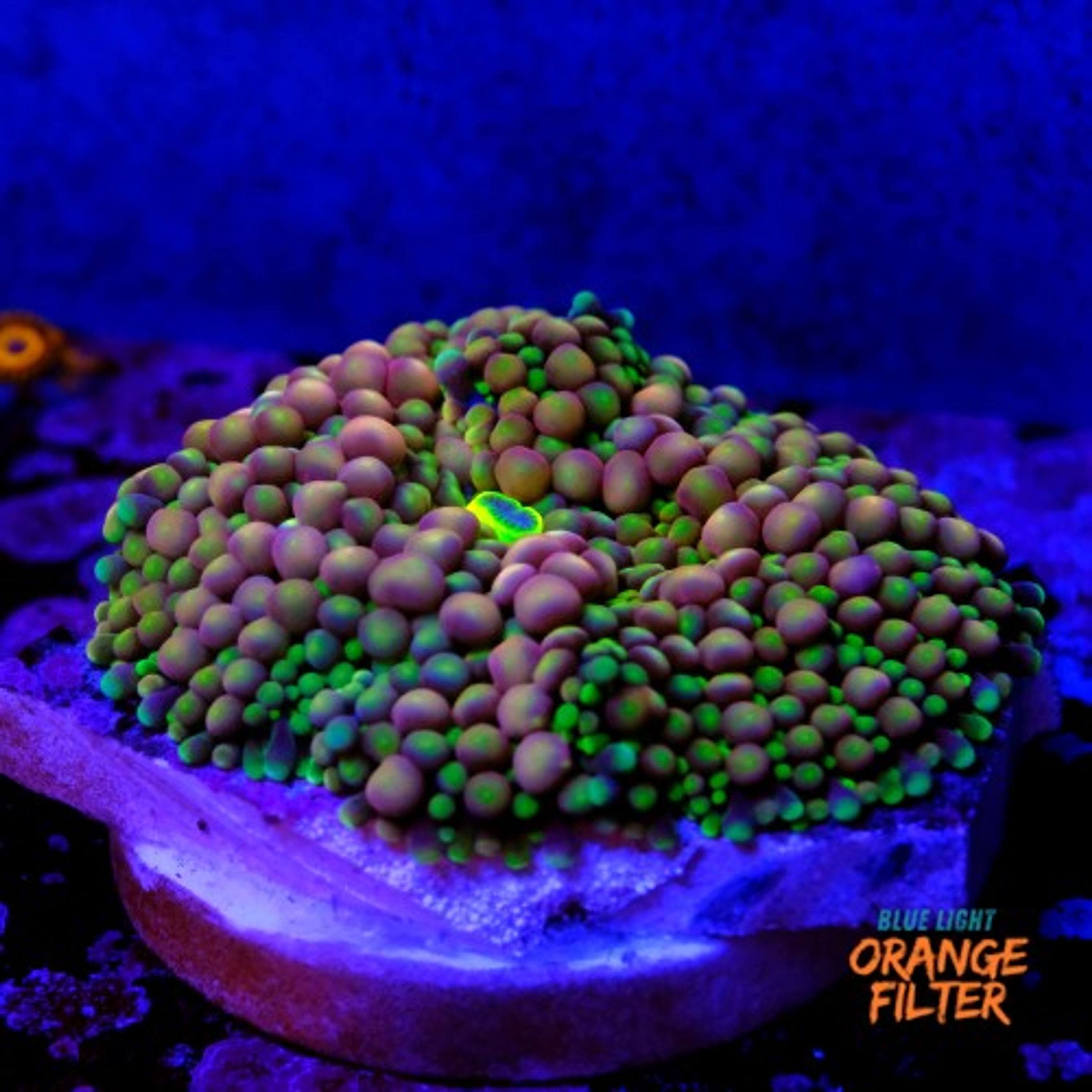 Ricordea florida rainbow 