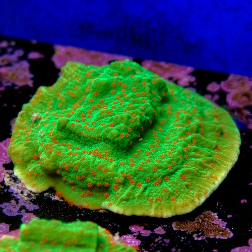 Montipora season greetings 2