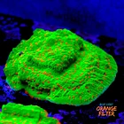 Montipora season greetings 1