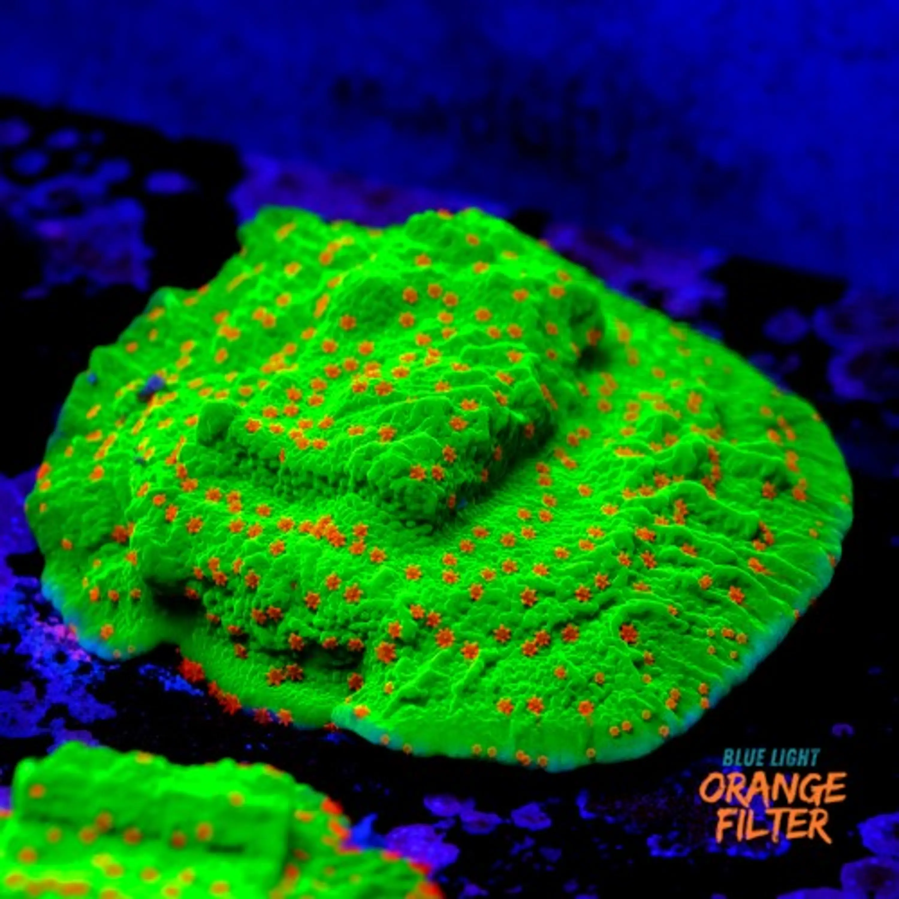 Montipora season greetings