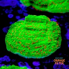 Montipora season greetings 1