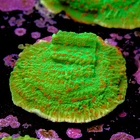 Montipora season greetings 2