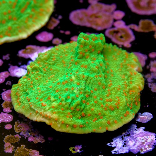 Montipora season greetings 2