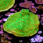 Montipora season greetings 2