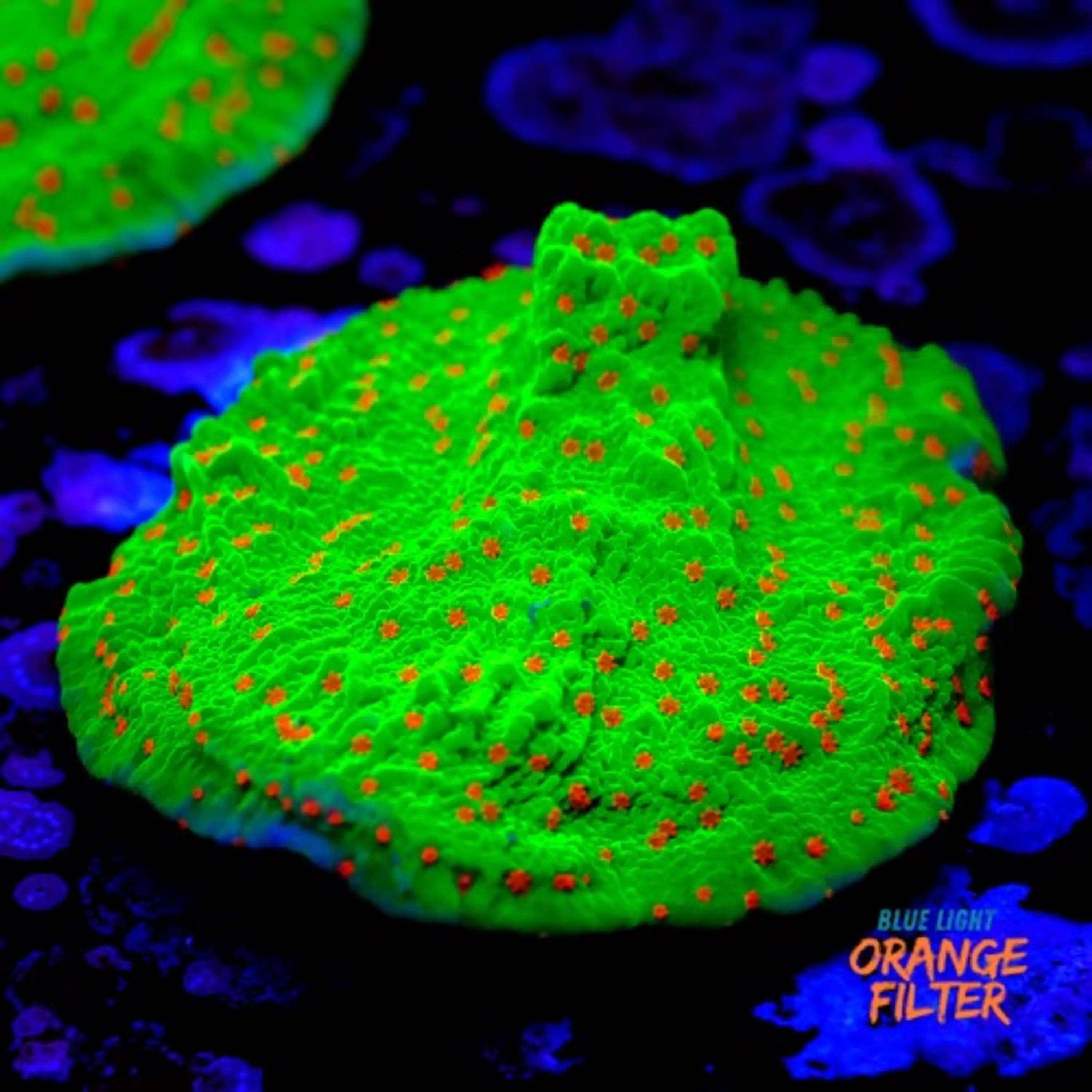 Montipora season greetings