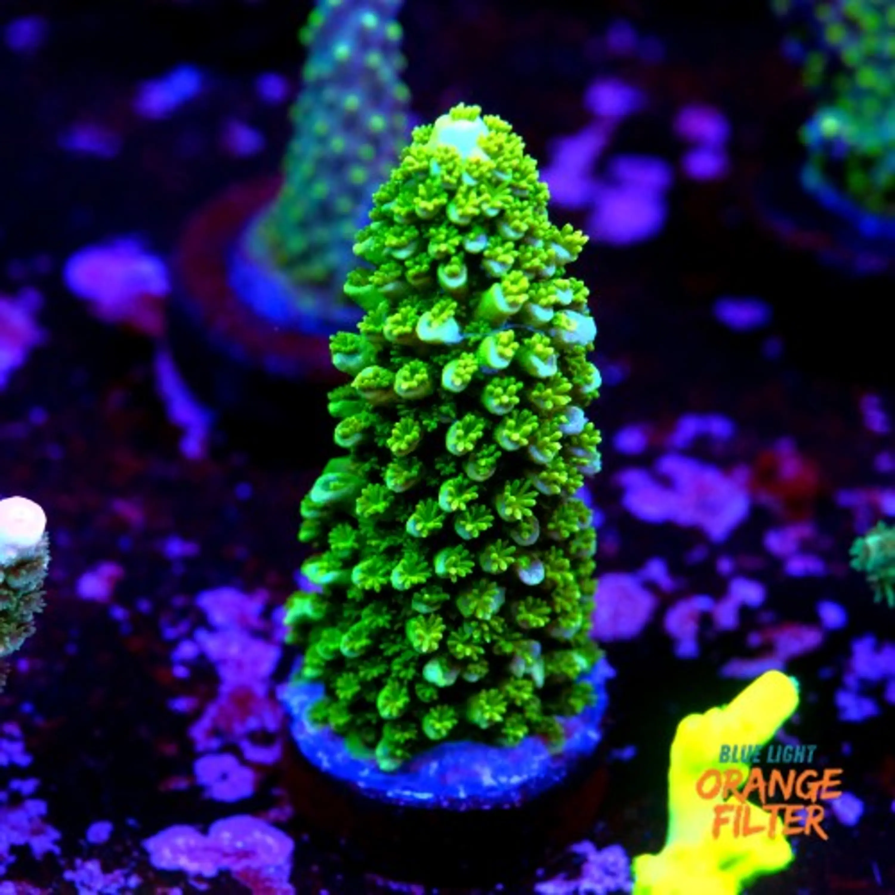 Acropora abrotanoides