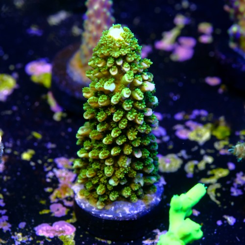 Acropora abrotanoides 2