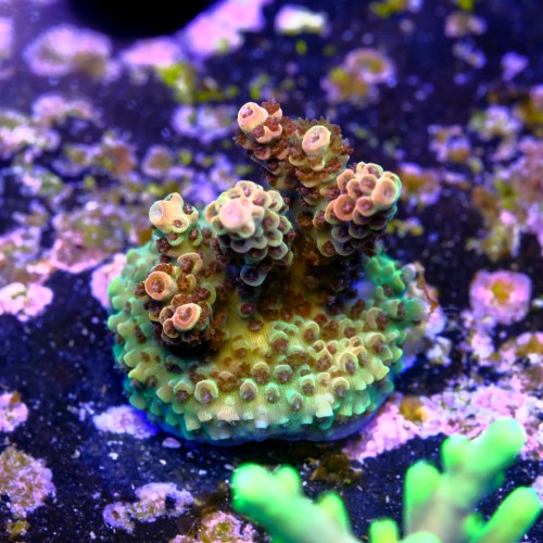 Acropora fruity pebbles 2