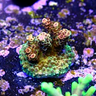 Acropora fruity pebbles 2