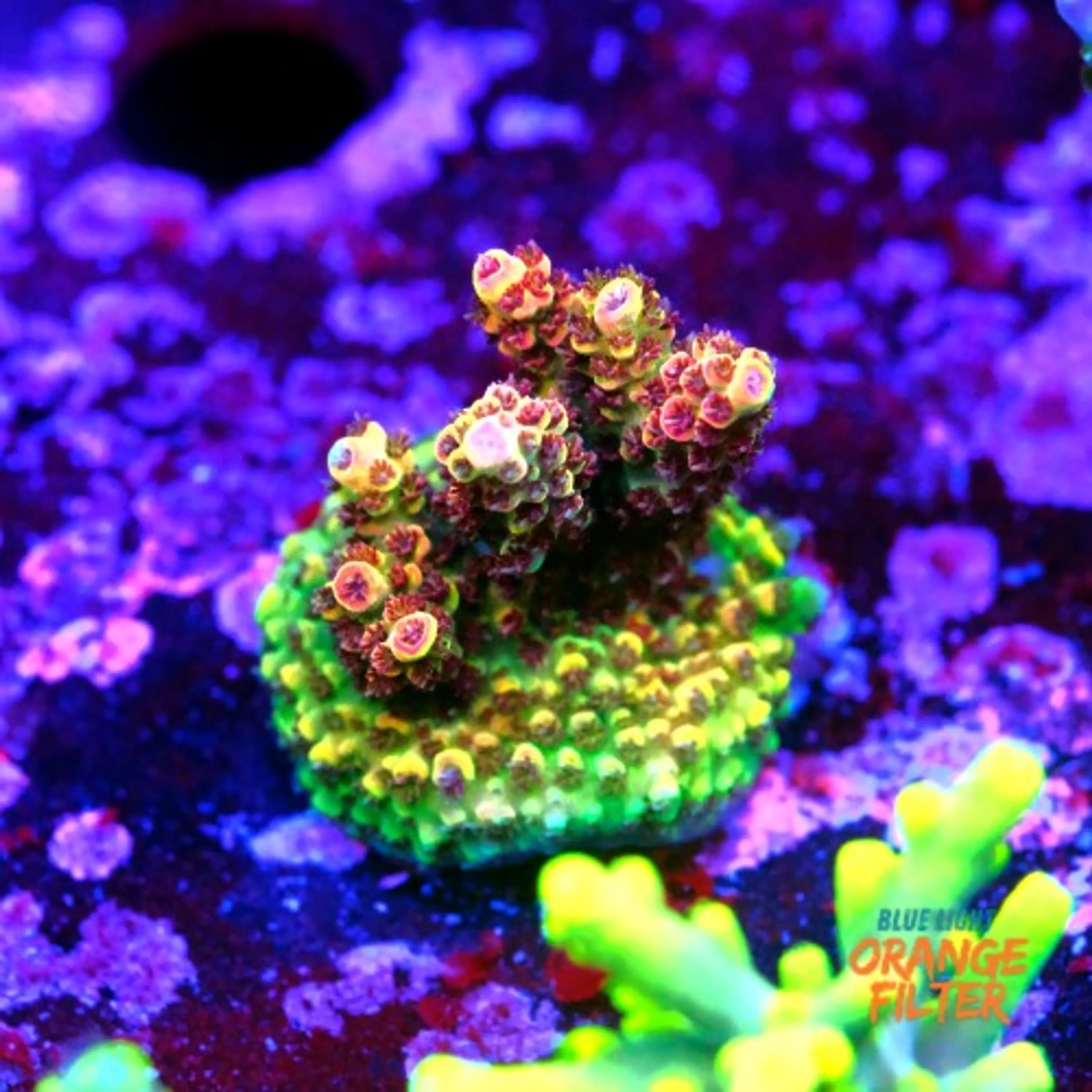 Acropora fruity pebbles