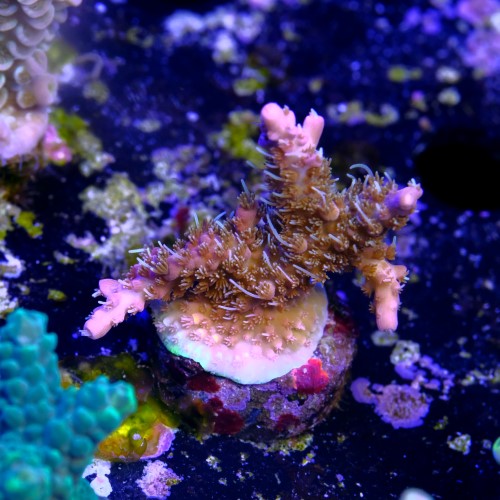 Acropora tyree pinky the bear  2