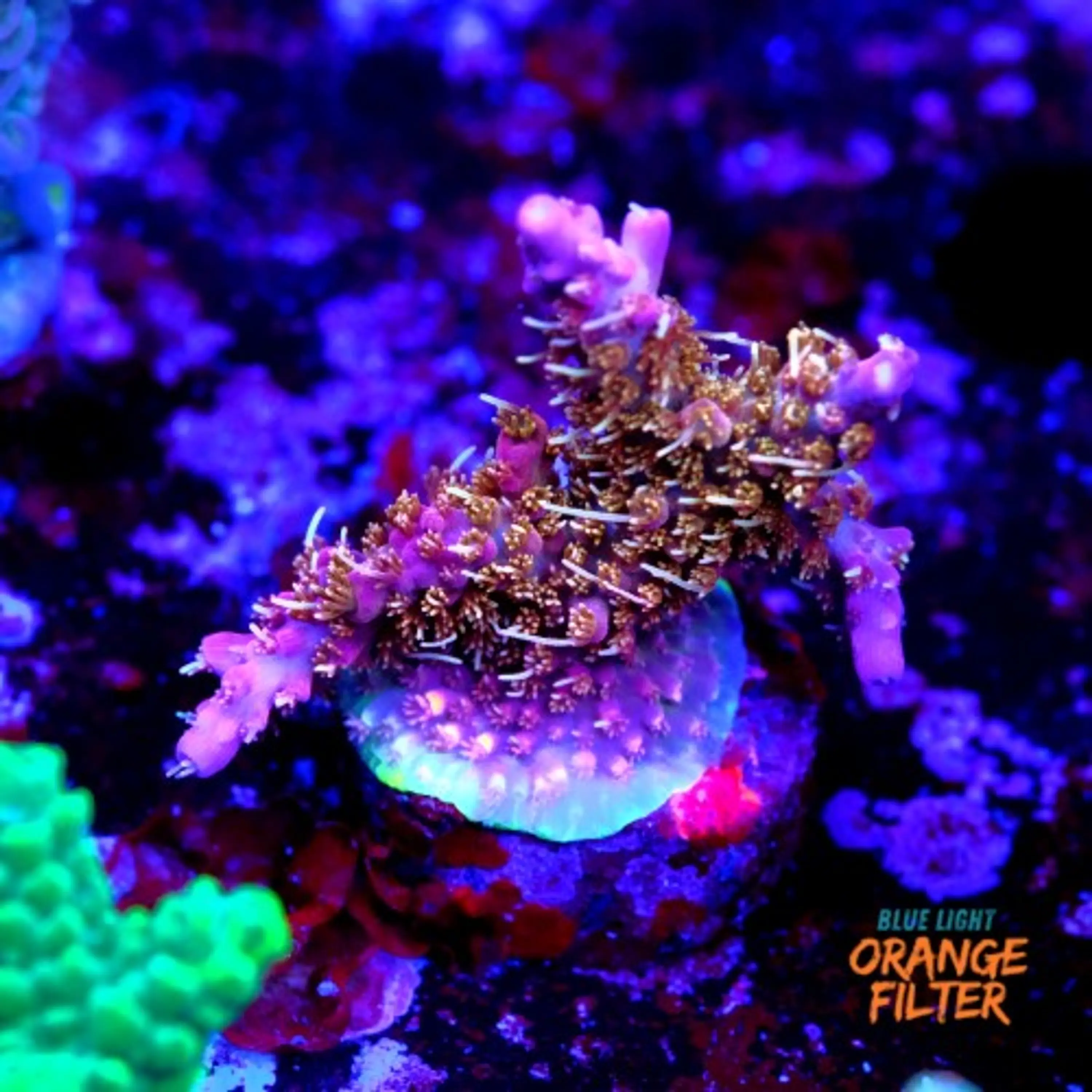 Acropora tyree pinky the bear 