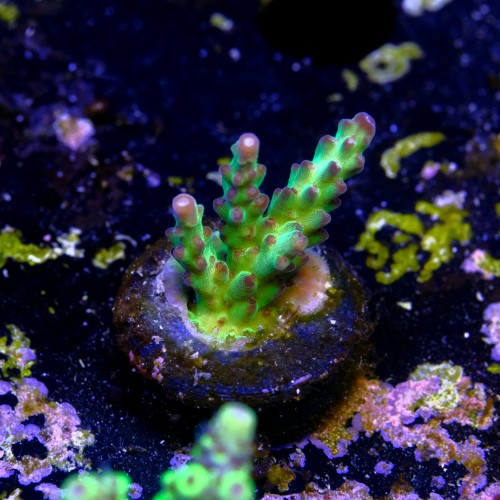 Acropora sour twist  2