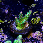 Acropora sour twist  2