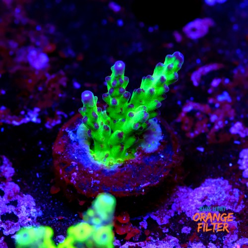 Acropora sour twist  1
