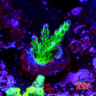Acropora sour twist  1
