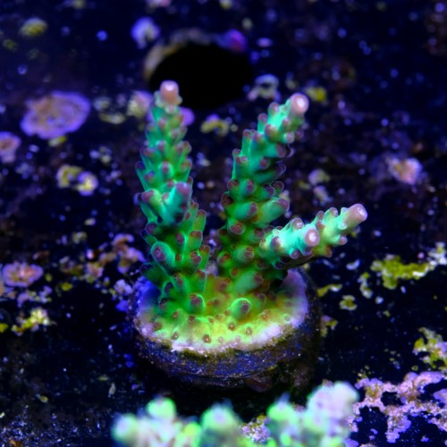 Acropora sour twist  2