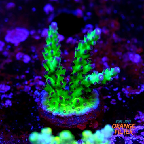 Acropora sour twist  1