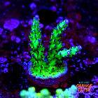 Acropora sour twist  1