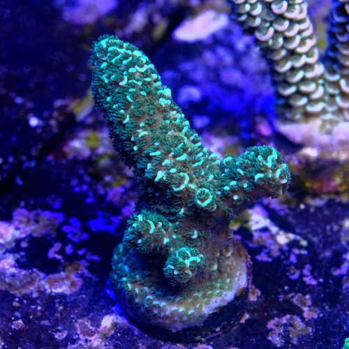Acropora purple haze  2