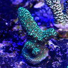 Acropora purple haze  2