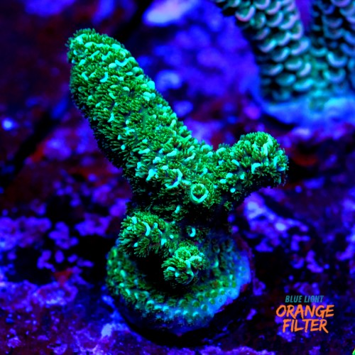 Acropora purple haze  1