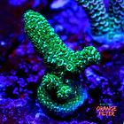 Acropora purple haze  1