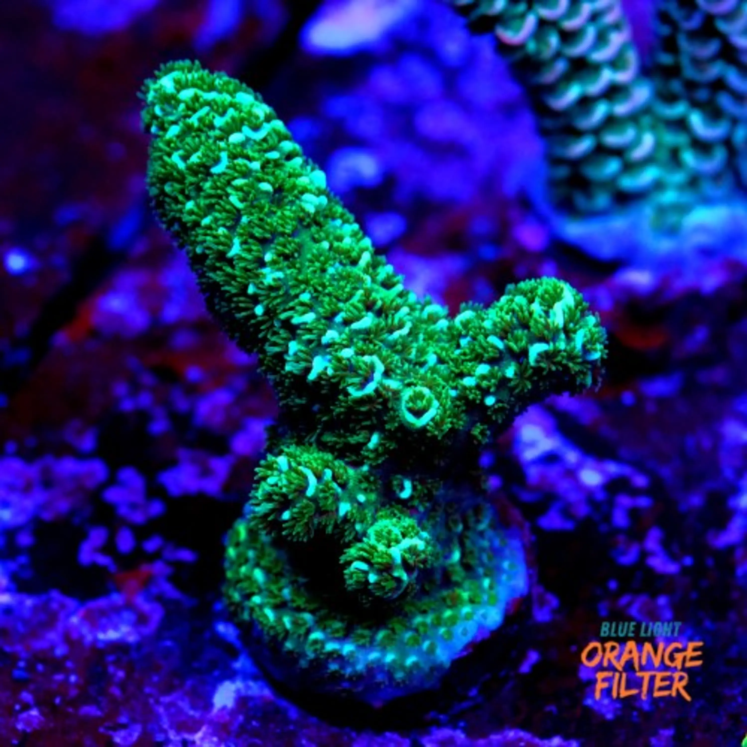 Acropora purple haze 