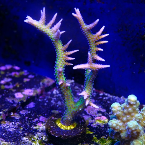 Seriatopora histix 2