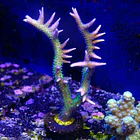 Seriatopora histix 2