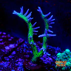 Seriatopora histix 1