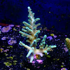 Acropora hawkins 2
