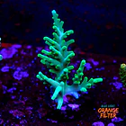 Acropora hawkins 1