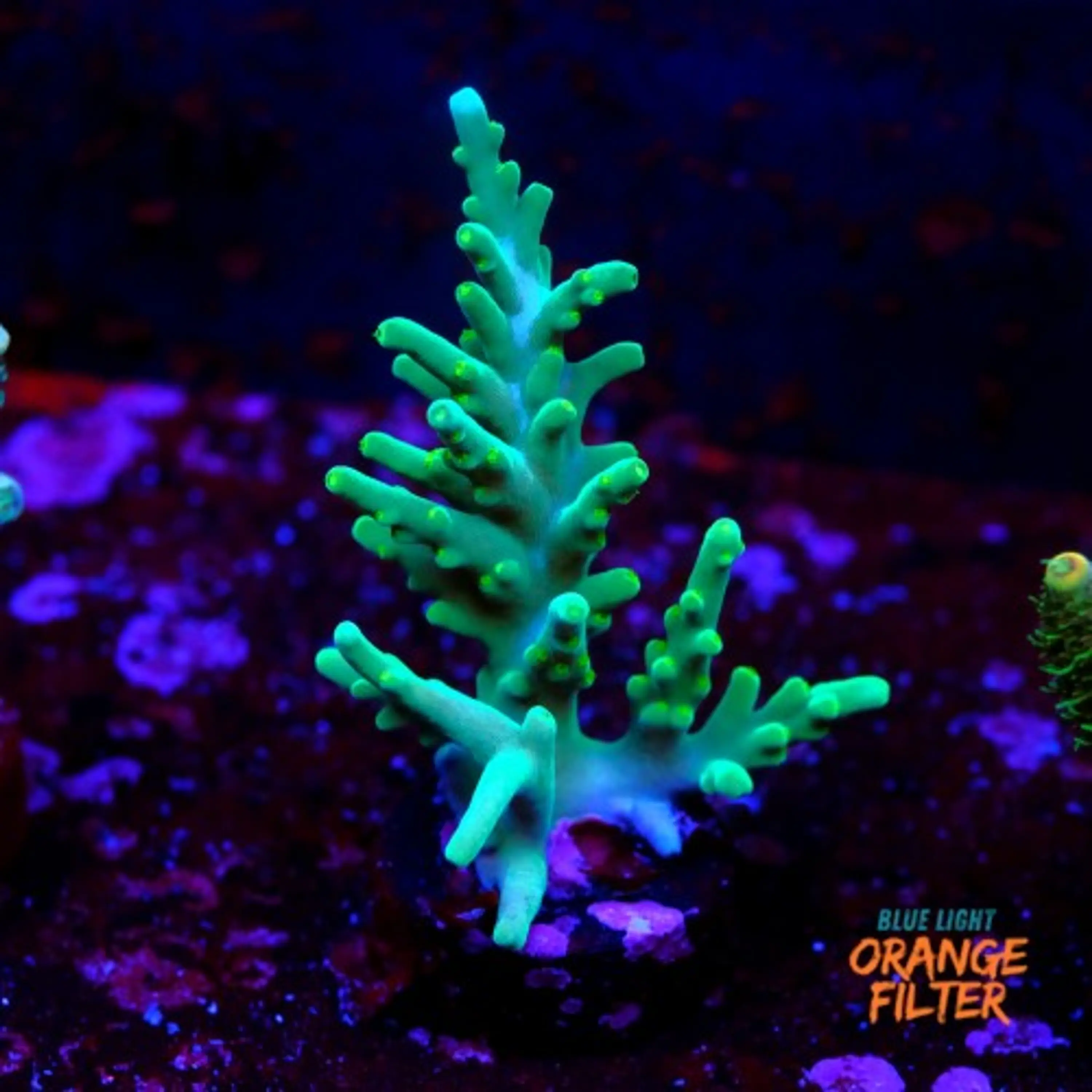 Acropora hawkins