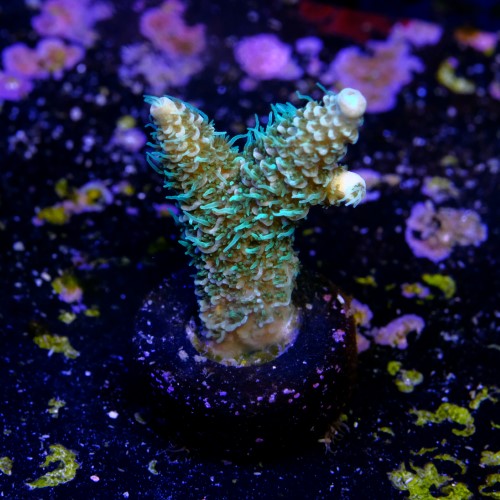 Acropora millepora  2