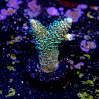 Acropora millepora  2