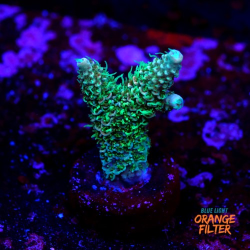 Acropora millepora  1