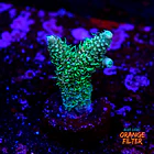 Acropora millepora  1