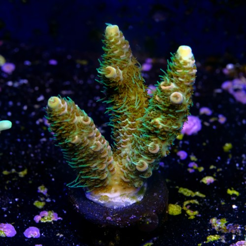 Acropora millepora  2