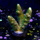Acropora millepora  2