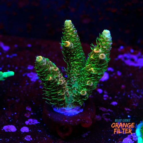 Acropora millepora  1