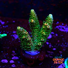Acropora millepora  1