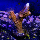 Acropora sp  2